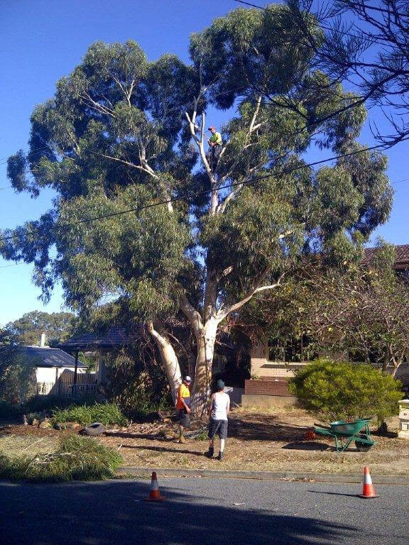 Rapping Tree Gallery | Stress Free Tree Services | Tree Lopping and Stump Grinding