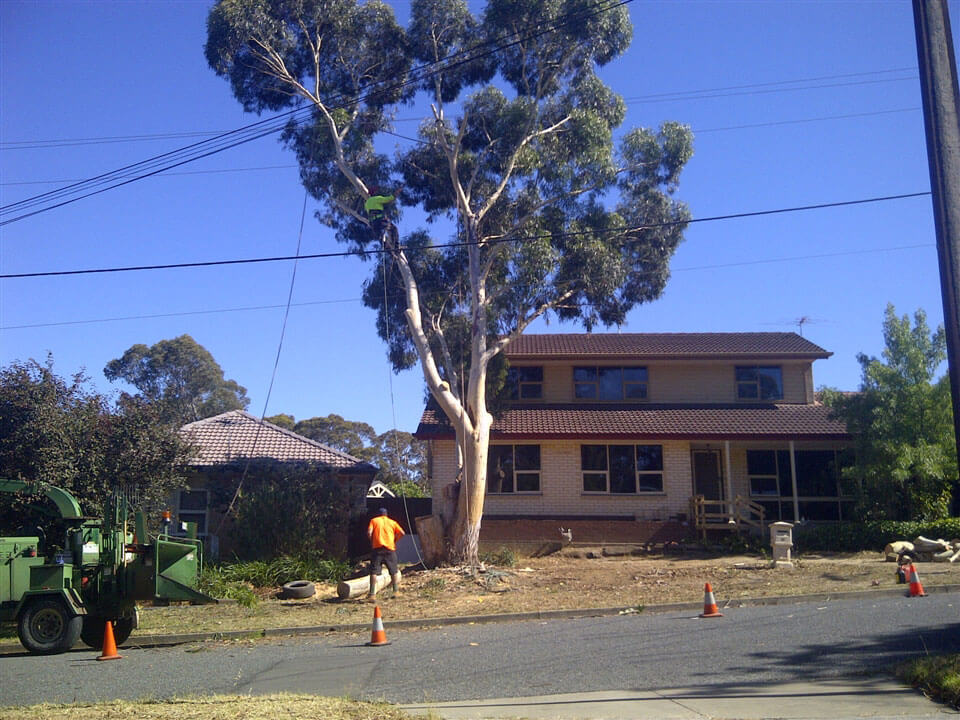 Tree lopper safely working next to a home