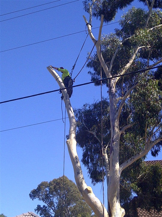 Tree Motring Gallery | Stress Free Tree Services | Tree Lopping and Stump Grinding